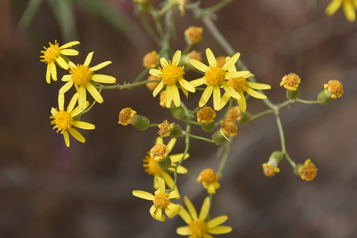 Senecio lemmonii, Lemmon's Ragwort